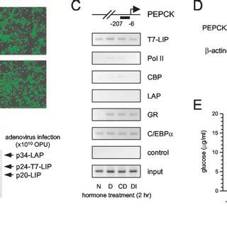 LIP Abrogates The Recruitment Of CBP And Pol II Represses PEPCK Gene