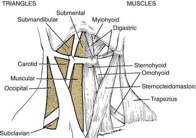 Muscles Forming Floor Of Posterior Triangle Viewfloor Co