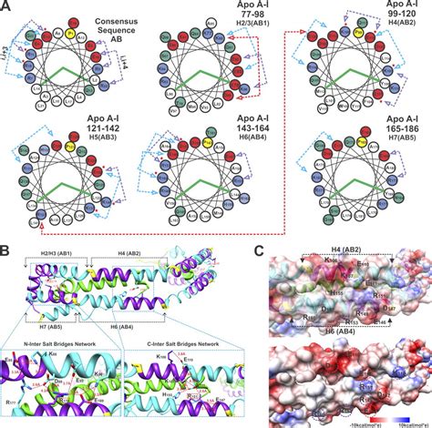 Crystal Structure Of C Terminal Truncated Apolipoprotein A I Reveals