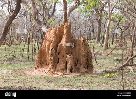 Termite mound in Mole National Park Ghana Stock Photo - Alamy