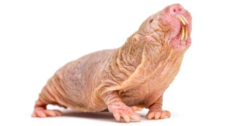 Secrets Of The Naked Mole Rat New Study Reveals How Their Unique