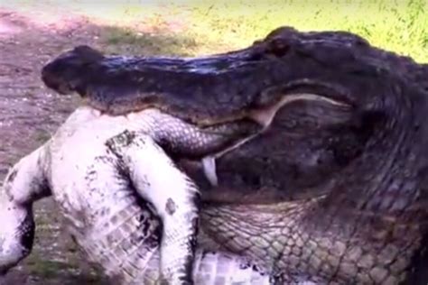 Terrifying footage: A huge alligator eats a smaller one