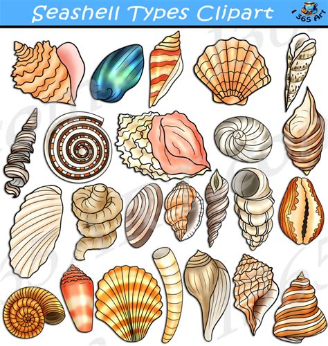 Seashell Types Clipart Set Download - Clipart 4 School