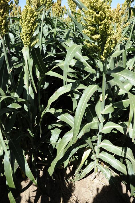 Study: Forage Sorghum Silage an Option with Sugarcane Aphid Control ...