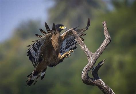 Pin by Bodo Malessinau on Wildlife | Bald eagle, Wildlife, Animals