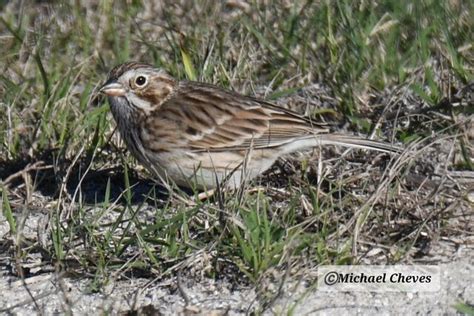 Vesper Sparrow