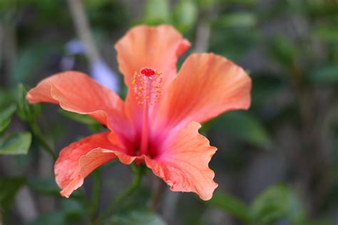 I Love Hibiscus They Always Conjure Up Fun Memories Of Trips To Hawaii