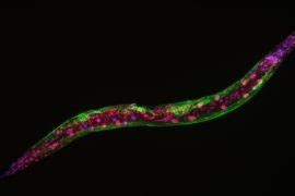 Experts identify a protein that may be the key to healthy aging • Earth.com 