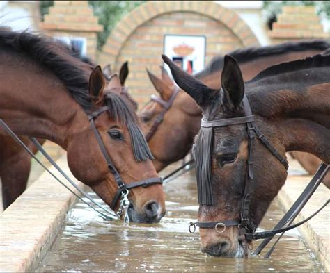 Cómo beben agua los caballos Asombroso