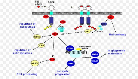 Facteur De Croissance Pidermique Kinase R Cepteur Png Facteur De