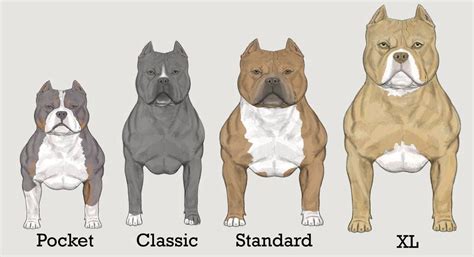 Bully breeds - librarymasa