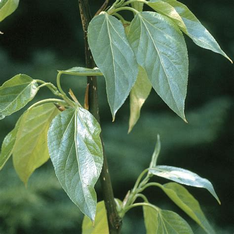 Balsam Poplar – Twin Sisters Native Plants Nursery | Moberly Lake ...
