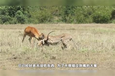 猎豹和羚羊单挑，这只猎豹太厉害，咬住对手命门，全程压制羚羊羚羊猎豹对手