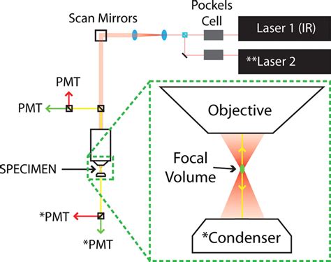 Imaging Synaptic Protein Dynamics Using Photoactivatable Green