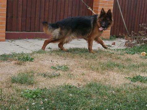 SZKOLENIE PSÓW PUŁAWY: Psy na sprzedaż