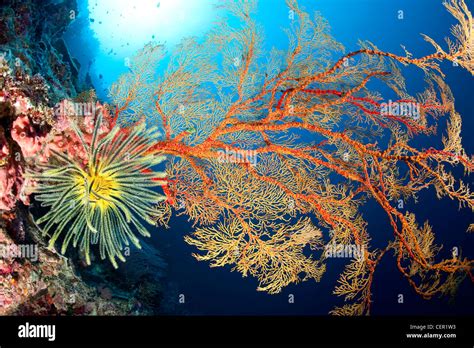 Colorful Coral Reef, Melithaea sp., Tubbataha Reef, Sulu Sea ...