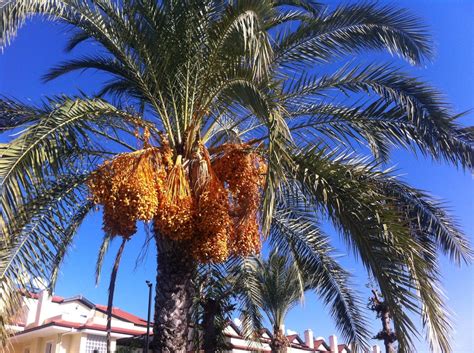 Финик из косточки (Множество фото) - treepics.ru