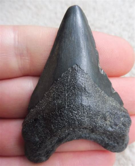 Megalodon Tooth Teeth For Sale Uk And Worldwide Shark Fossils