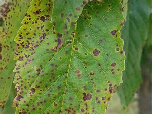 Cherry Leaf Spot | Pests & Diseases