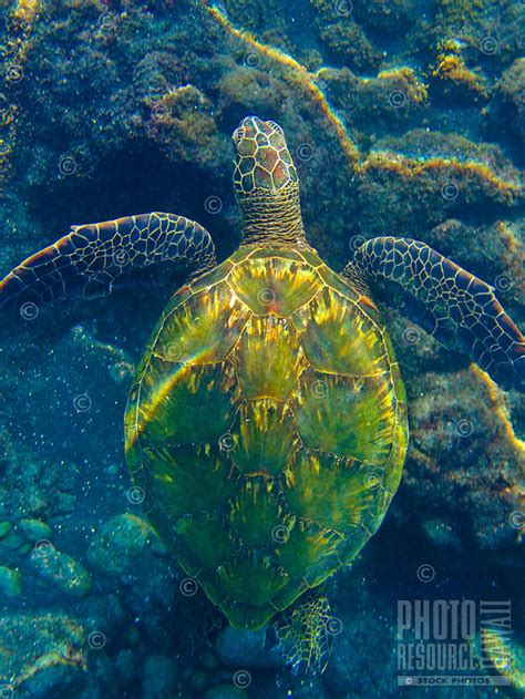 Green Sea Turtle From Above