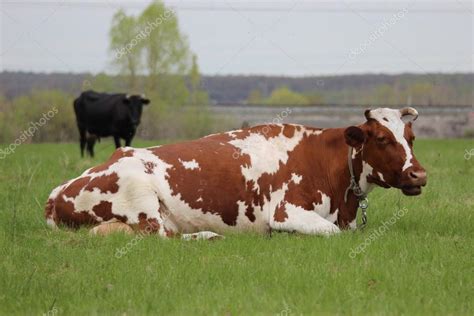 Brown cow with white spots on a summer pasture — Stock Photo © e_mike ...