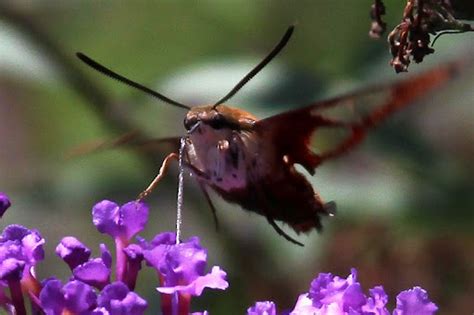 Habitat Home: Hummingbird Moth