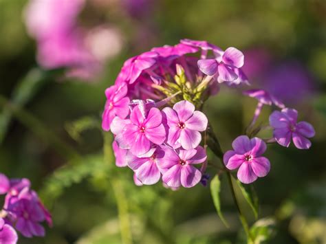 POLLINATOR PLANT Summer Phlox Phlox Paniculata Fulton County