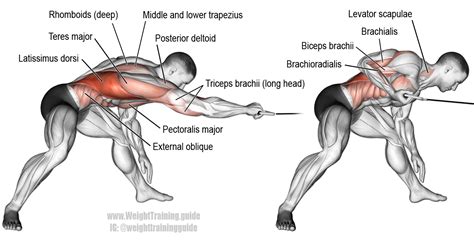 Latissimus Dorsi Exercises Online Degrees