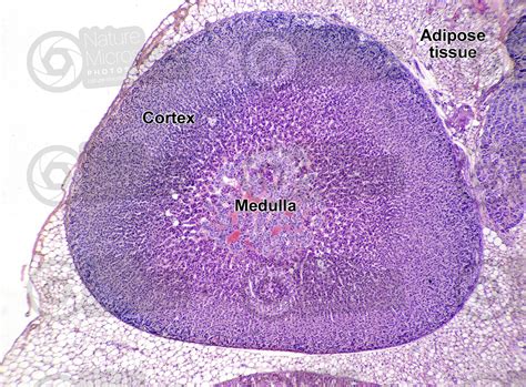 Rat Adrenal Gland Transverse Section 100X Rat Mammals