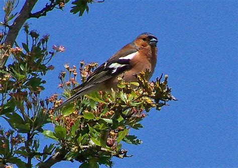 Chaffinch Trevor Plackett Flickr