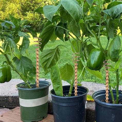 6Er Pack Elektrokultur Garten Kupferspulenantennen F R Den Von