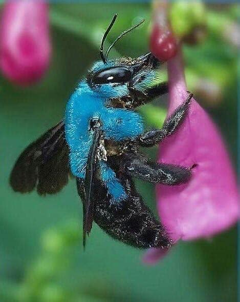 Blue carpenter bee : r/oddlysatisfying