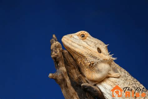 Understanding the Bearded Dragon Behavior