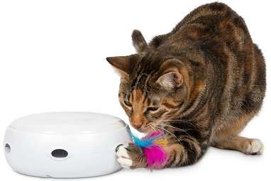 The Best Feather Toys For Your Active Cat - The Dodo