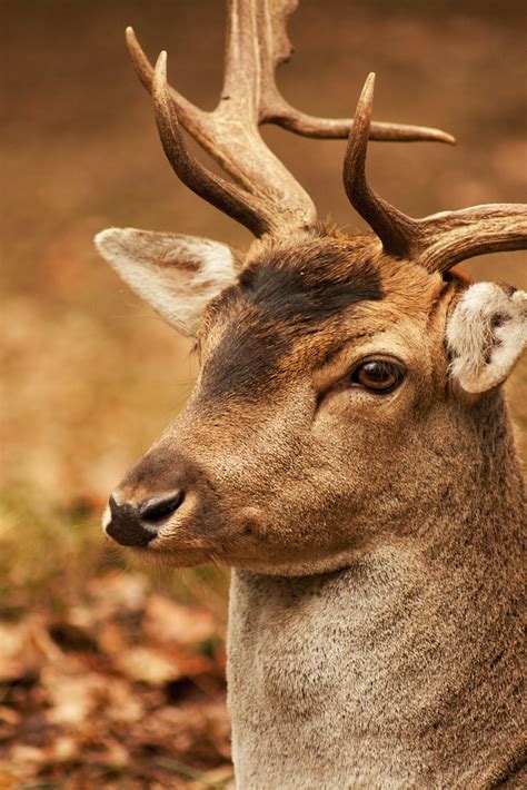 Fallow Buck Fallow Buck Taken At Bradgate Park Leicesters