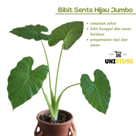 Jual Bibit Tanaman Hias Talas Hutan Talas Hias Sente Hijau Daun