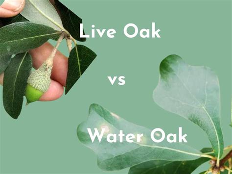 Live Oak vs Water Oak: A Comprehensive Guide to Their Differences and