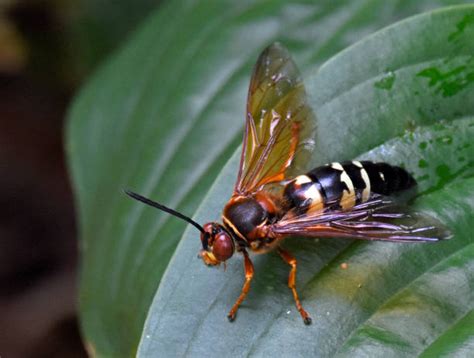 cicadas america stock  pictures royalty  images