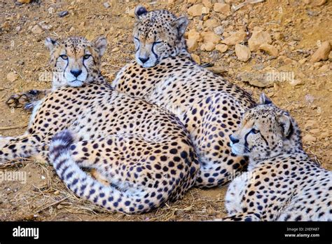 Three Cheetahs Are Laying Down In The Grass Stock Photo Alamy