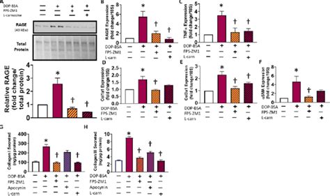 Proinflammatory Profibrotic Effect Of Exogenous Dopegalbsa Adducts In