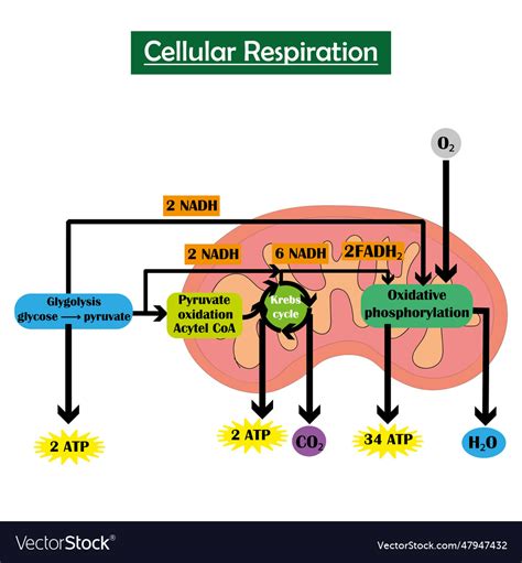 Cellular respiration infographic Royalty Free Vector Image