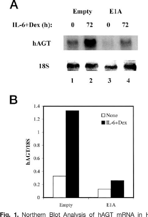 Figure 1 From Angiotensinogen Gene Expression Is Dependent On Signal