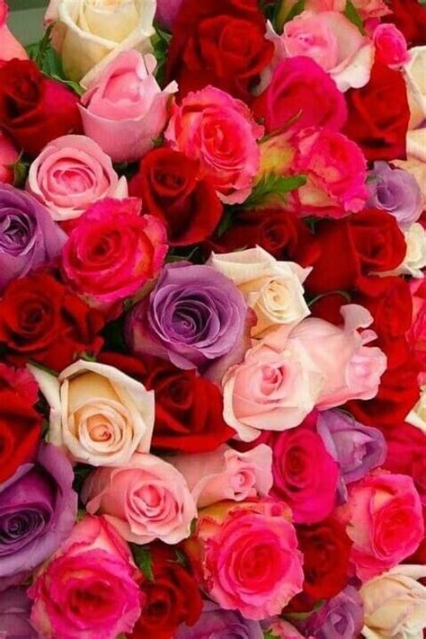 РОЗА,КОРОЛЕВА ЦВЕТОВ 🌹🦋🌹🦋🌹🦋