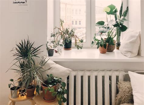 Plantas Que Debes Colocar En La Entrada De Tu Casa Para Alejar Envidias