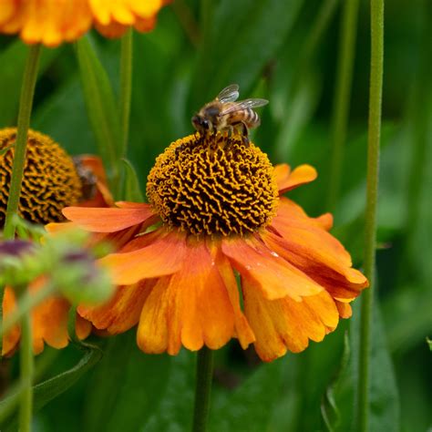 Plants Bees Like Best – Kalamazoo Garden Council
