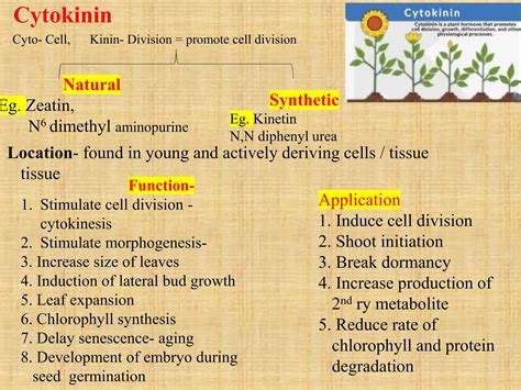 Cytokinin Longitudinal Plant Growth Regulator Ppt