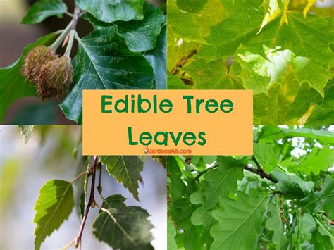 Edible Tree Leaves Plus Bark Blossoms And More Gardensall