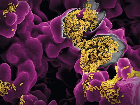 Microbios, secretos inquilinos 