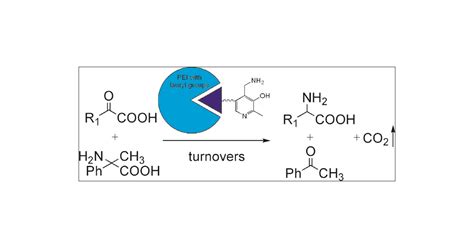 Transamination Reactions With Multiple Turnovers Catalyzed By