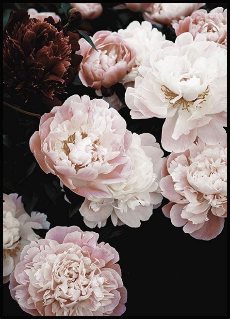 Spring Peonies Posters Botanical Posters Flowers Posterstore